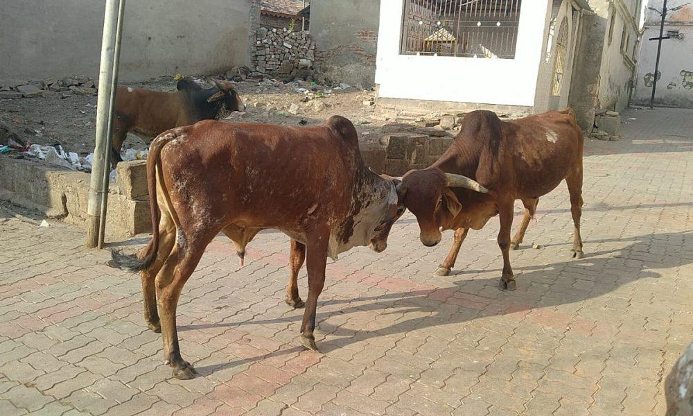 In Sehore city, pedestrians were harassed by stray cattle