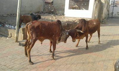 In Sehore city, pedestrians were harassed by stray cattle