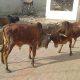 In Sehore city, pedestrians were harassed by stray cattle