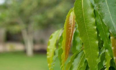 these-remedies-of-asopalav-leaves-will-prevent-negative-energy-from-entering-the-house-and-will-make-the-atmosphere-calm