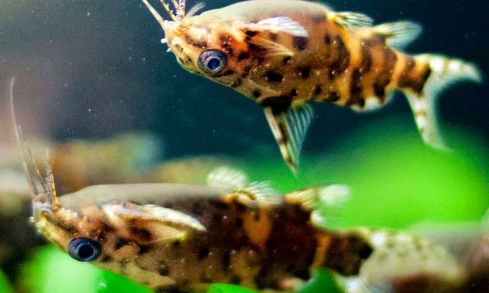 weird-cat-fish-swim-upside-down-know-amazing-facts