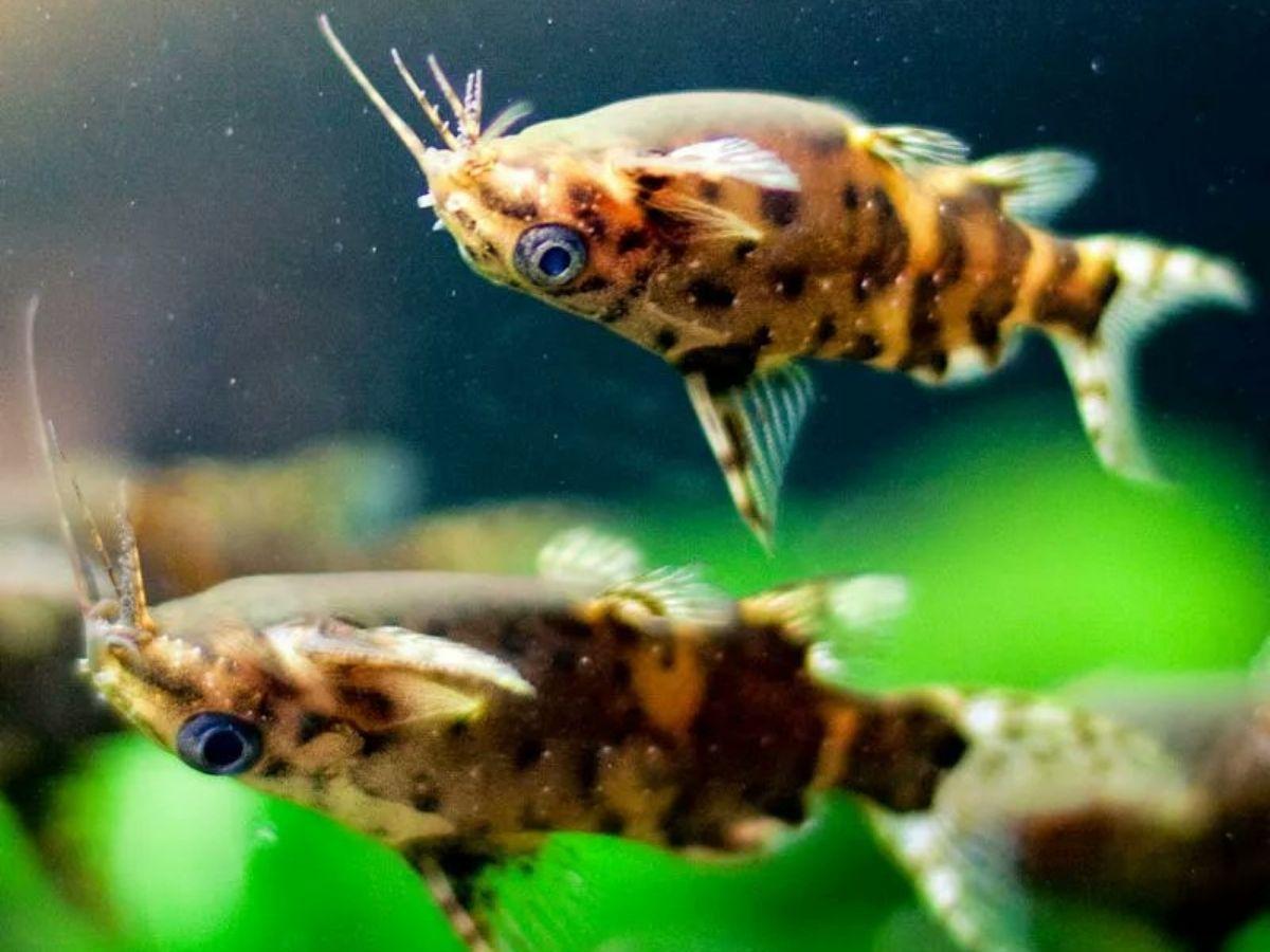 weird-cat-fish-swim-upside-down-know-amazing-facts