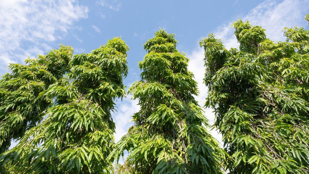 these-remedies-of-asopalav-leaves-will-prevent-negative-energy-from-entering-the-house-and-will-make-the-atmosphere-calm