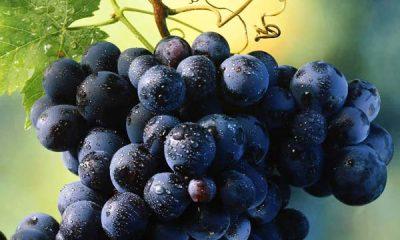 From improving eyesight to strengthening bones, find out the benefits of eating black grapes