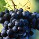 From improving eyesight to strengthening bones, find out the benefits of eating black grapes