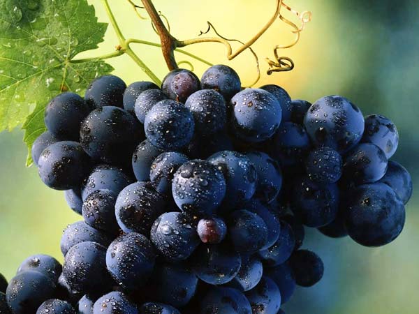From improving eyesight to strengthening bones, find out the benefits of eating black grapes