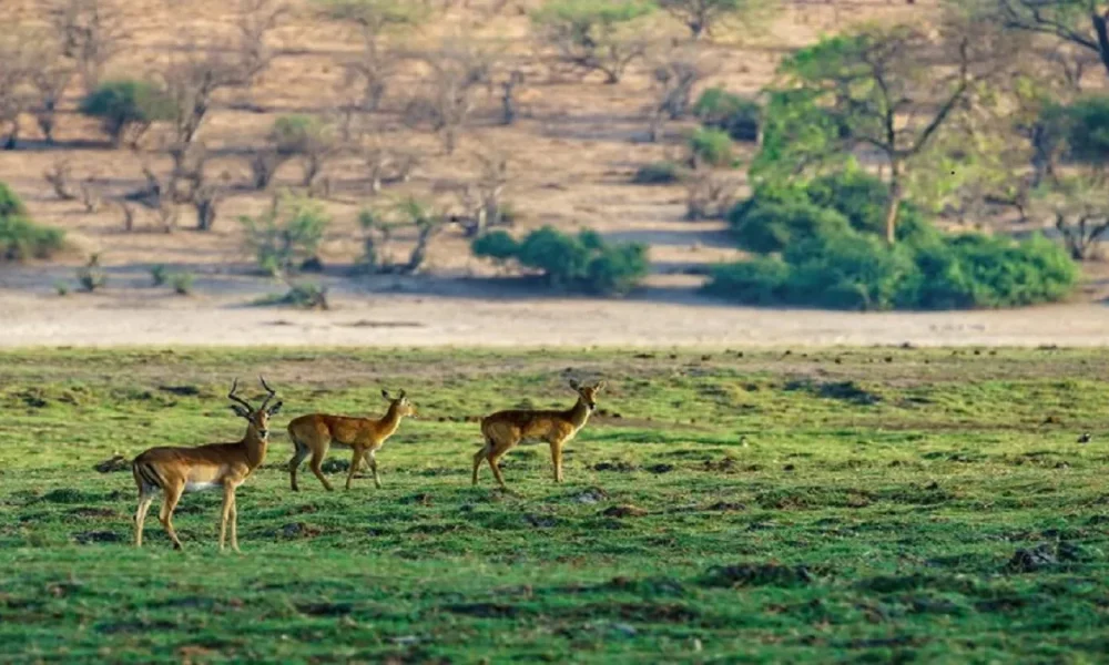 Know these important things before going on a jungle safari to Sariska National Park