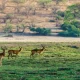 Know these important things before going on a jungle safari to Sariska National Park