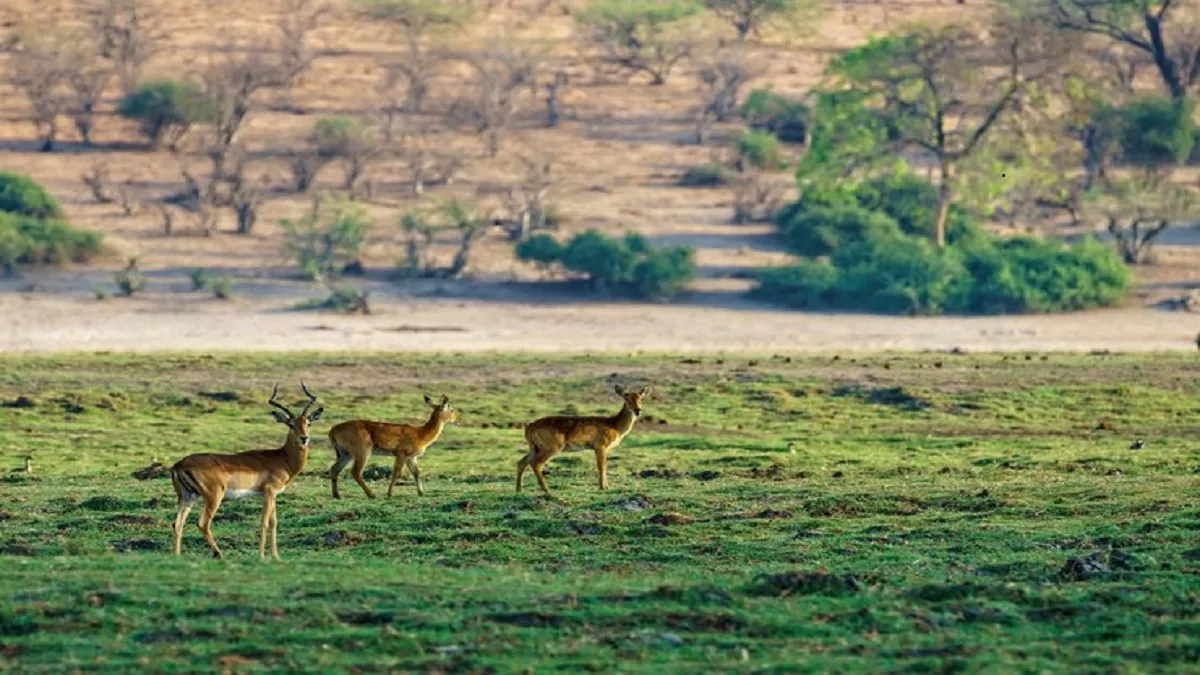 Know these important things before going on a jungle safari to Sariska National Park