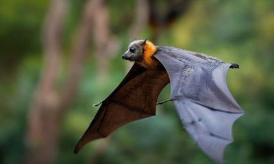 Bats are not called birds even though they fly, know the reason why