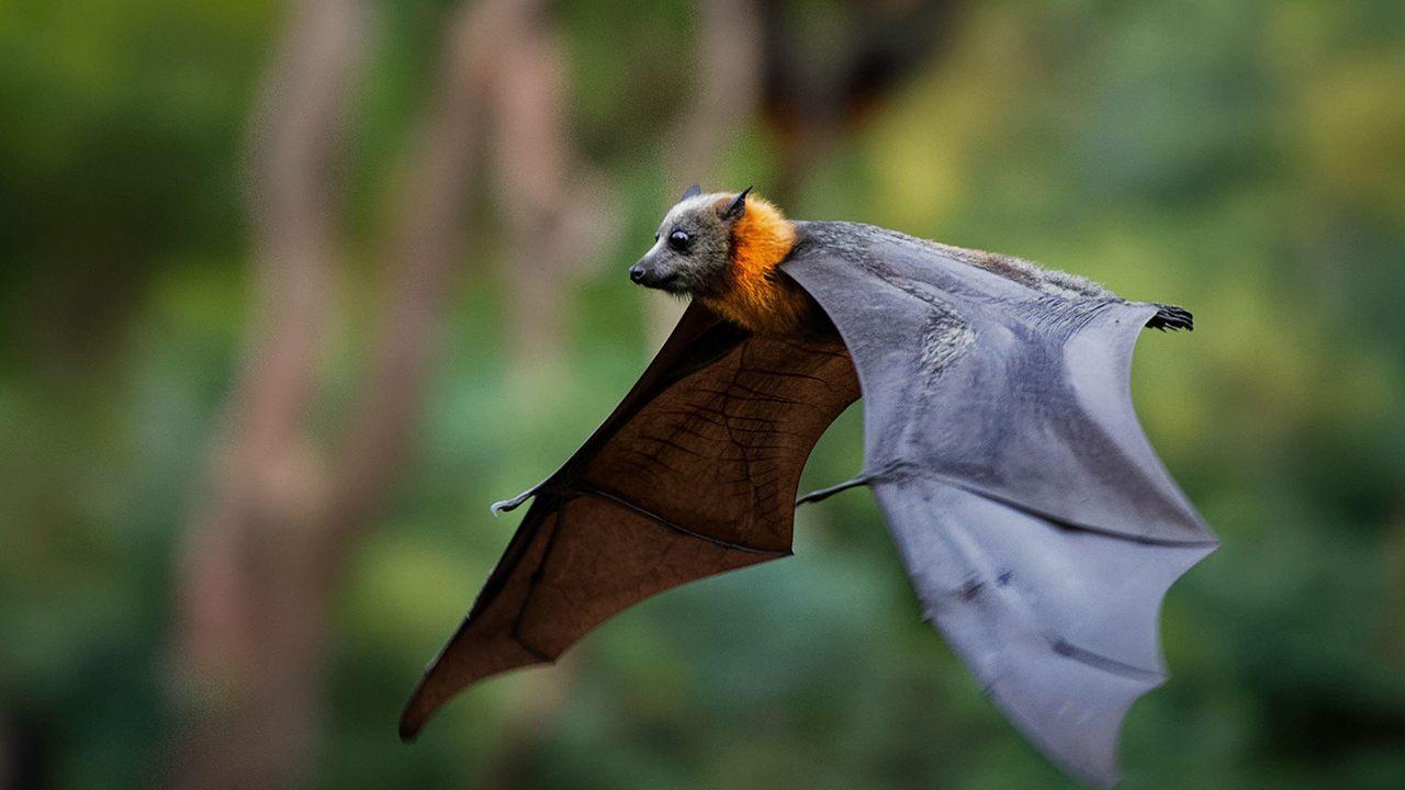 Bats are not called birds even though they fly, know the reason why