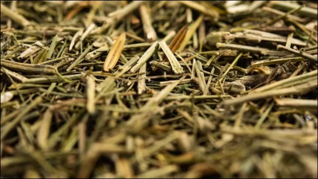 It cures many problems including diabetes, know its innumerable benefits