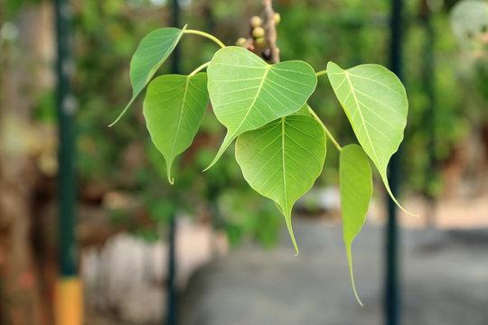 growing-a-peepal-tree-in-the-house-will-bring-poverty-doing-this-remedy-will-remove-the-problems