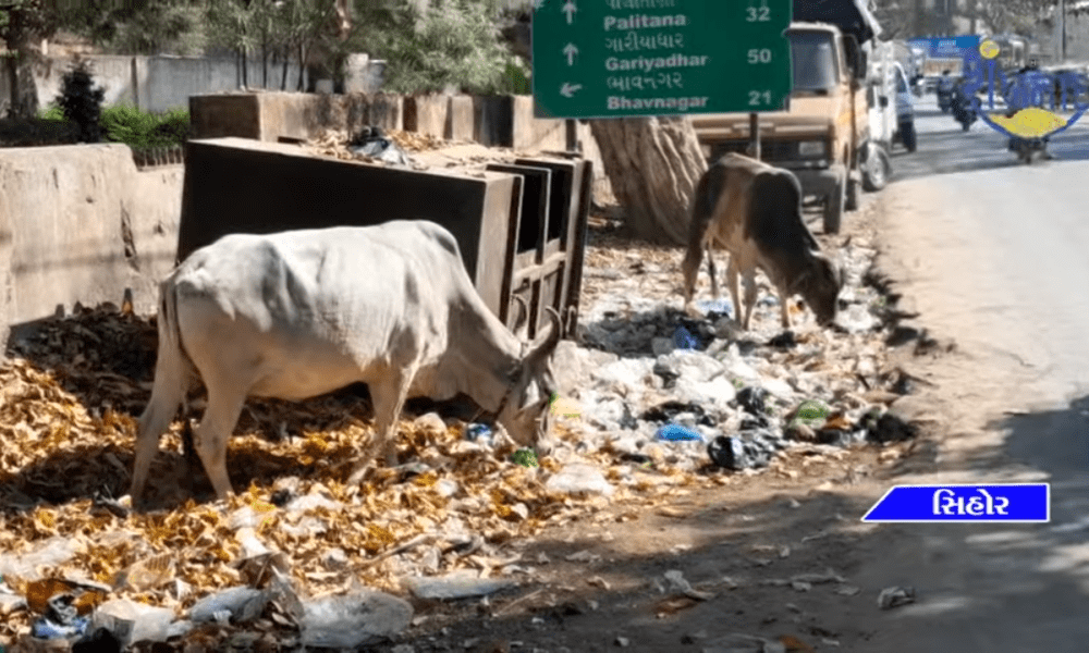 Dirt and garbage piled up on the triangular road near Sihore Godavari School.