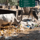 Dirt and garbage piled up on the triangular road near Sihore Godavari School.
