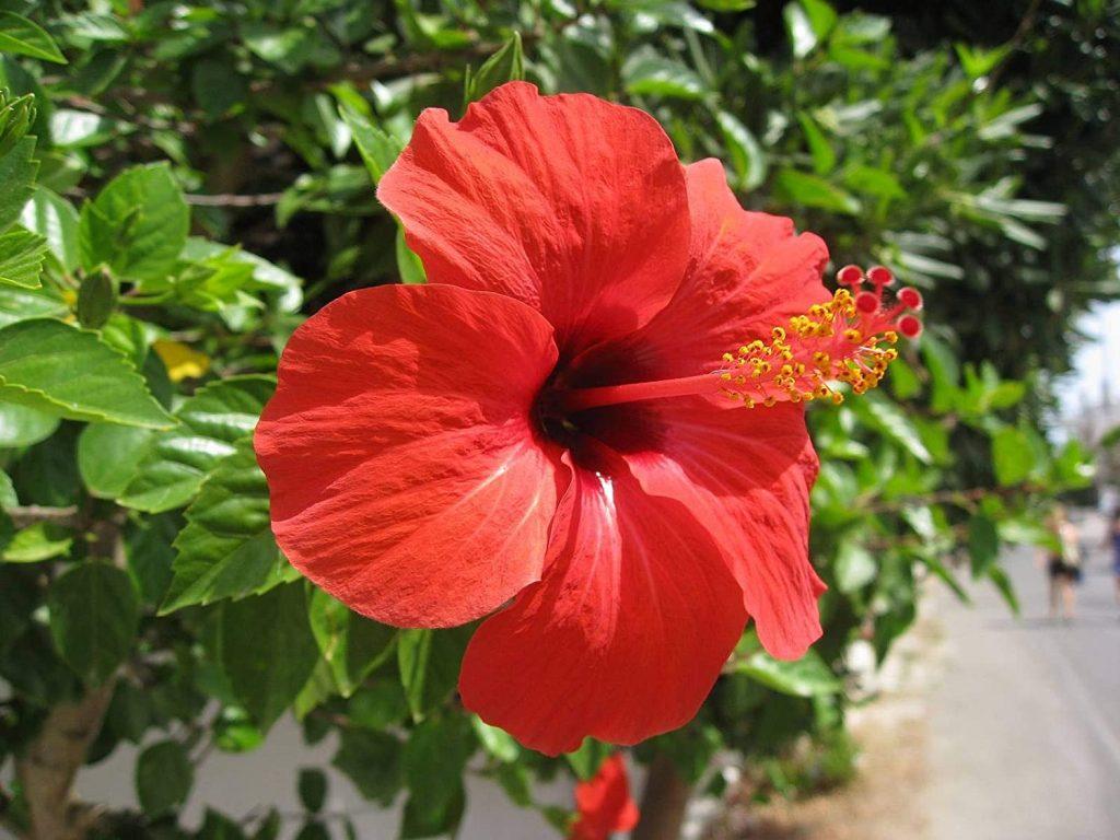 Plant this flower plant at home, many problems including financial crisis will be removed in one fell swoop!