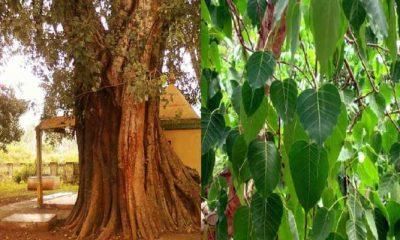 growing-a-peepal-tree-in-the-house-will-bring-poverty-doing-this-remedy-will-remove-the-problems