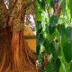 growing-a-peepal-tree-in-the-house-will-bring-poverty-doing-this-remedy-will-remove-the-problems