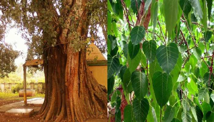 growing-a-peepal-tree-in-the-house-will-bring-poverty-doing-this-remedy-will-remove-the-problems