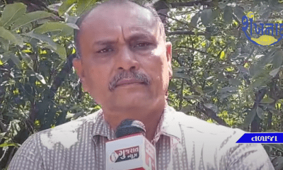 Bananas in Bhavnagar district were sold at a historic price of Rs 443 among farmers.