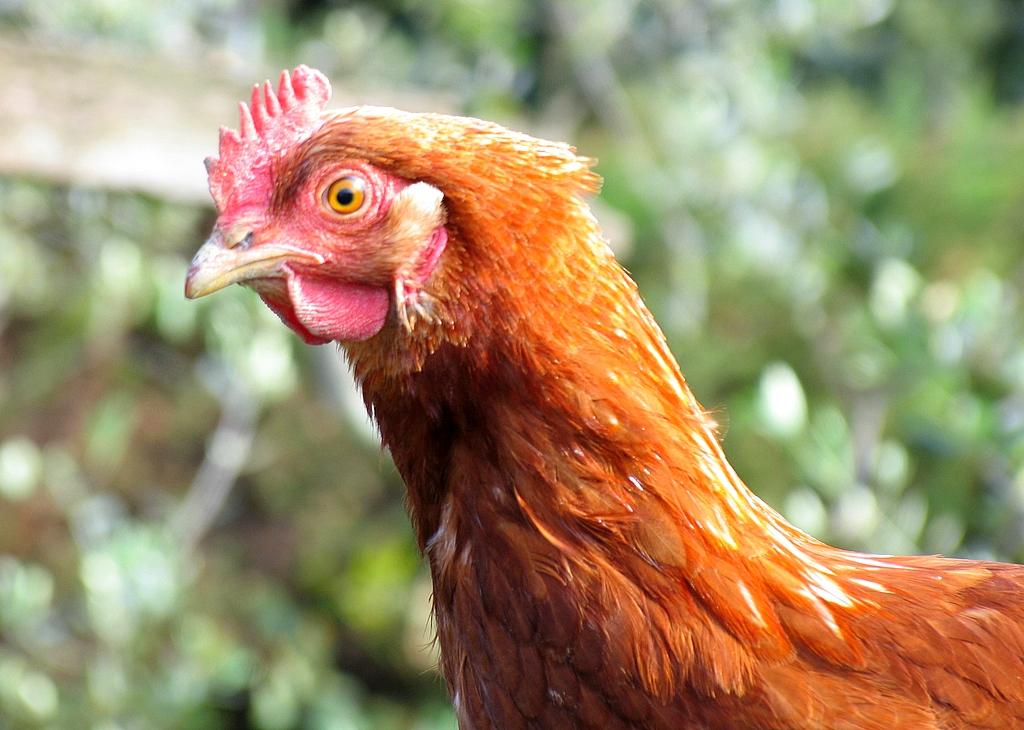 Chicken bid for 50 thousand rupees, know what was the reason?