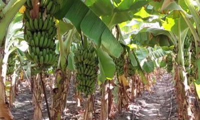 In Bhavnagar district, bananas were sold at a historical price of Rs 443; Harakh among farmers