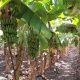 In Bhavnagar district, bananas were sold at a historical price of Rs 443; Harakh among farmers