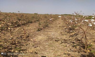 Sihor; Complaint about a herd of cows and buffaloes being released and mixing in the field