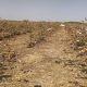 Sihor; Complaint about a herd of cows and buffaloes being released and mixing in the field
