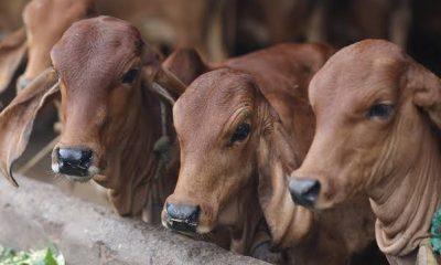 police-rescues-9-cattle-from-palitana-being-taken-to-maharashtra-slaughterhouse-arrests-driver-cleaner-along-with-tampa