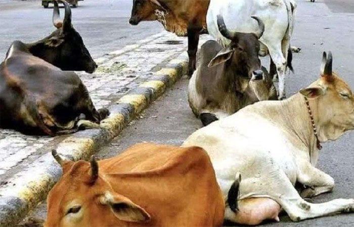 sihor-cattle-and-bullocks-roaming-on-public-roads-in-the-city-fear-of-accident