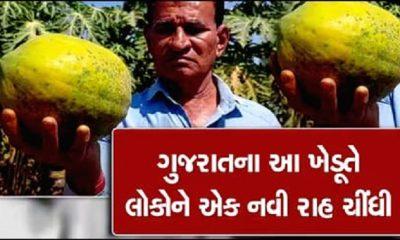 Mahendrabhai Patel, a papaya farming farmer of Budhel village spread the fragrance of humanity by giving free papaya to poor and needy patients.