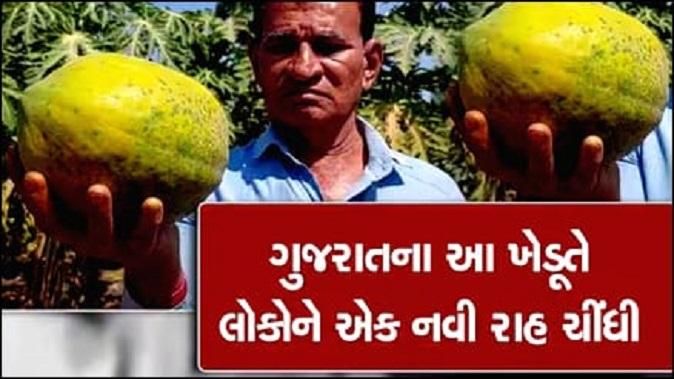 Mahendrabhai Patel, a papaya farming farmer of Budhel village spread the fragrance of humanity by giving free papaya to poor and needy patients.