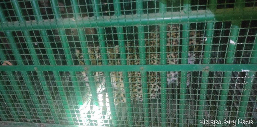 a-leopard-was-caged-in-a-large-enclosure-on-the-border-of-sihore