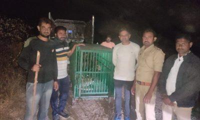 a-leopard-was-caged-in-a-large-enclosure-on-the-border-of-sihore