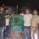 a-leopard-was-caged-in-a-large-enclosure-on-the-border-of-sihore