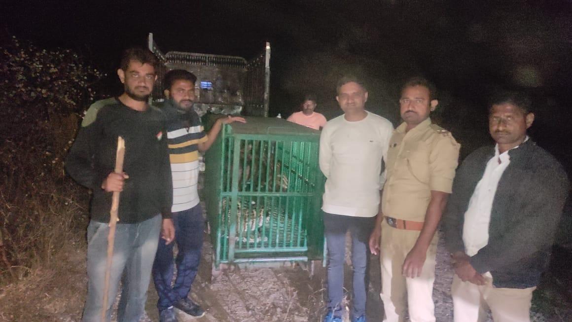 a-leopard-was-caged-in-a-large-enclosure-on-the-border-of-sihore