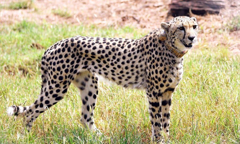 Project Cheetah: Cheetahs brought from South Africa reach Kuno Park by helicopter, released by CM