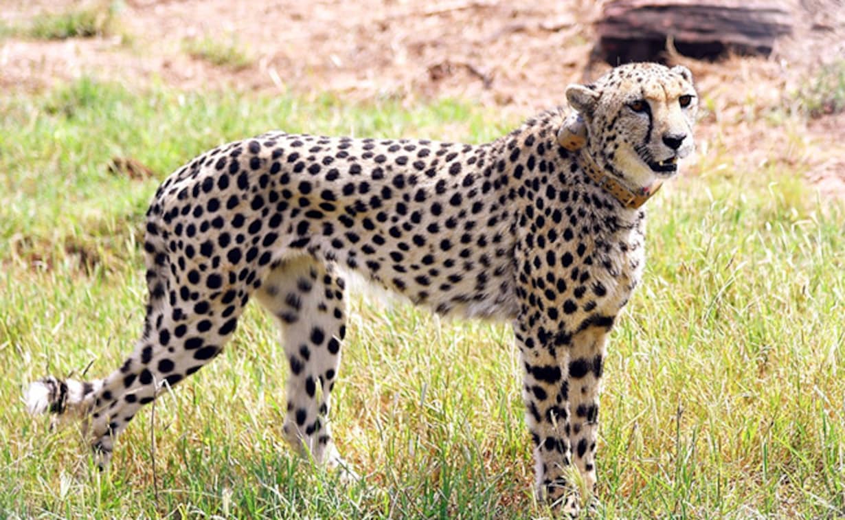 Project Cheetah: Cheetahs brought from South Africa reach Kuno Park by helicopter, released by CM