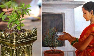 before-offering-water-to-tulsi-keep-this-in-mind-if-you-dont-pay-attention-you-wont-get-benefit