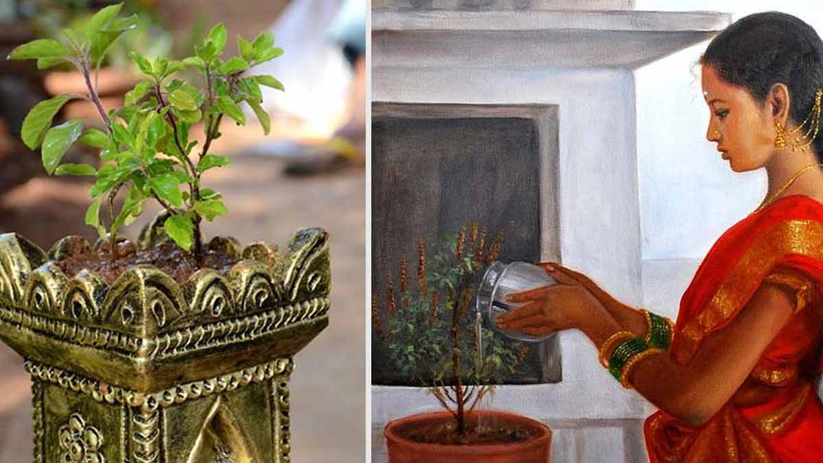 before-offering-water-to-tulsi-keep-this-in-mind-if-you-dont-pay-attention-you-wont-get-benefit