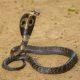 maharashtra-where-cobra-snakes-welcome-in-homes