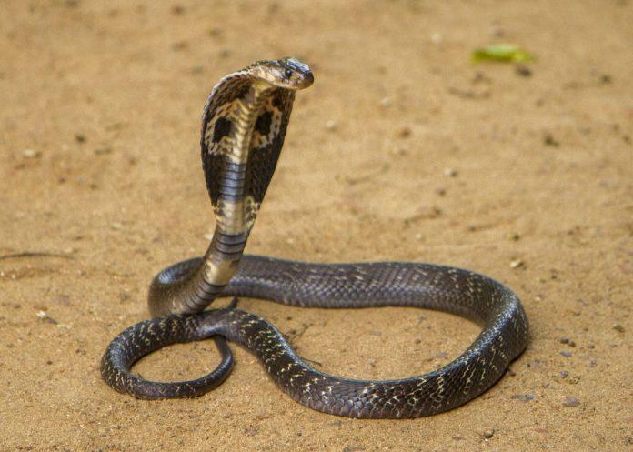 maharashtra-where-cobra-snakes-welcome-in-homes