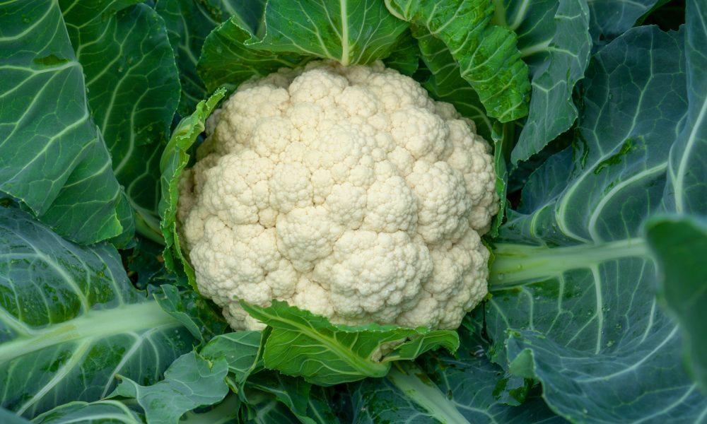 Cauliflower leaves: Do you also throw cauliflower leaves in the garbage? These leaves are very useful thing, know the benefits