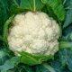 Cauliflower leaves: Do you also throw cauliflower leaves in the garbage? These leaves are very useful thing, know the benefits