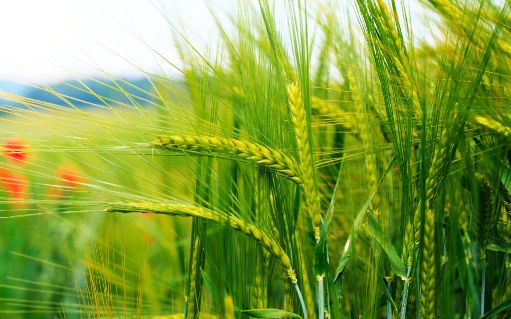 good-news-from-indias-farms-after-budget-wheat-area-increased-to-343-23-lakh-hectares