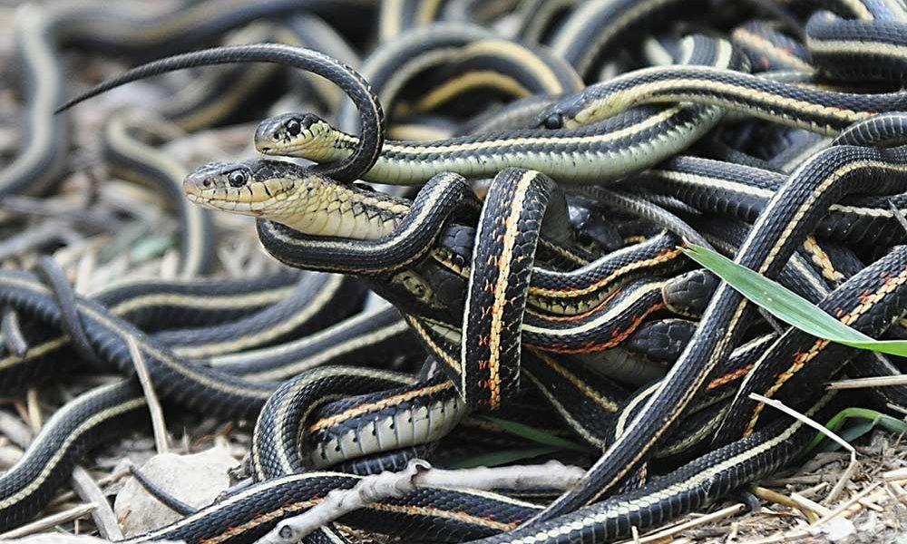 In this Chinese village, not grain, but poisonous snakes are cultivated and supplied worldwide