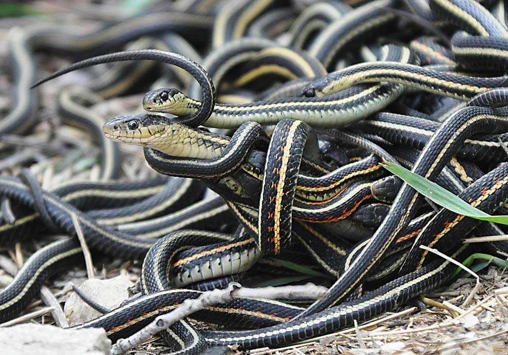 In this Chinese village, not grain, but poisonous snakes are cultivated and supplied worldwide