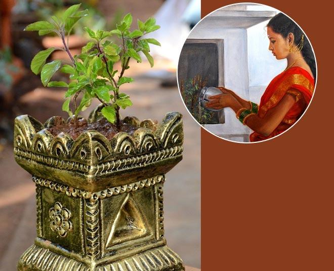 if-you-offer-water-to-tulsi-on-this-day-goddess-lakshmi-may-get-angry-even-loss-of-wealth-is-possible