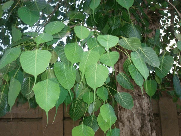 growing-a-peepal-tree-in-the-house-will-bring-poverty-doing-this-remedy-will-remove-the-problems